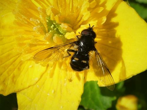 Pipiza sp.